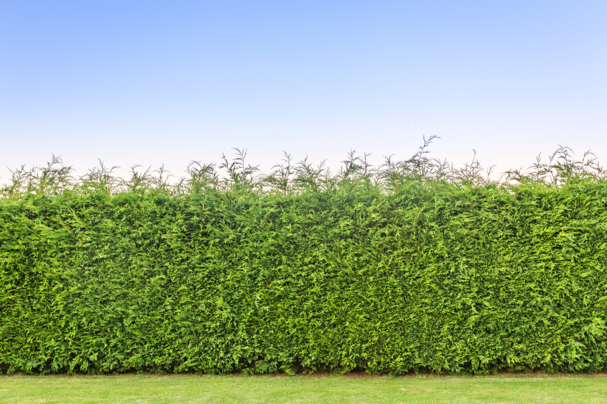 Lejlandski čempres, Cupressocyparis x leylandii - Cupressus × leylandii ...
